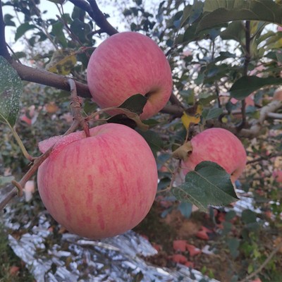 山东苹果基地 山东红富士苹果 山东油桃西瓜图2