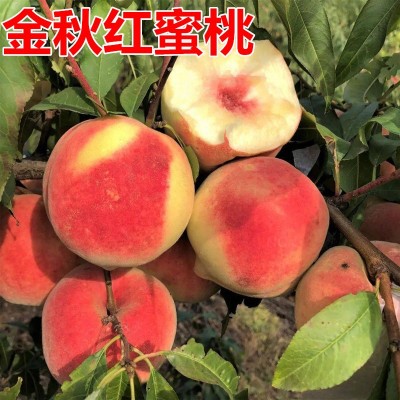 山东金秋红蜜桃果苗,元宝金秋红蜜桃,金秋红蜜桃果苗