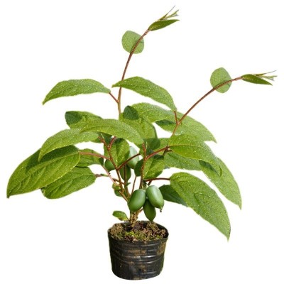 菏泽猕猴桃种植|淄博猕猴桃树苗|山东猕猴桃种植图4