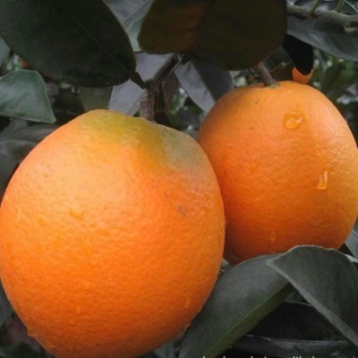 枳壳苗与香橙苗种植的六大区别详情请面谈图3