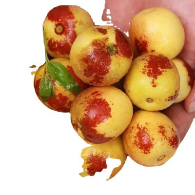 现摘山东冬枣*申请图4