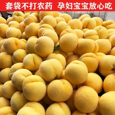 云南黄桃苗多少钱-乐康水果种植场-炎陵黄桃苗多少钱