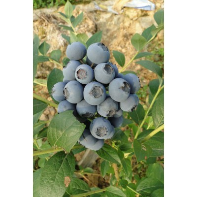 蓝莓苗价格 湖北蓝莓基地牧童蓝莓告诉您图5