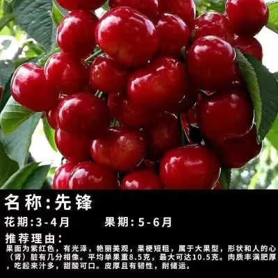 河北樱桃苗-山东樱桃苗-河南樱桃苗-云南樱桃苗图4
