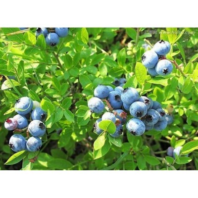 敦化蓝莓 绿色种植 无污染新鲜蓝莓图3
