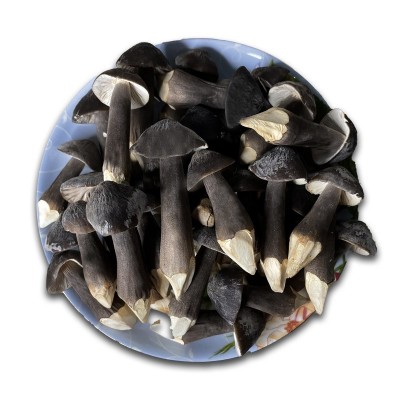 鸡枞菌-黑皮鸡枞-鸡枞菌协会-黑鸡枞栽培图3