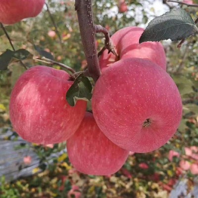 2016洛川红富士苹果成熟了