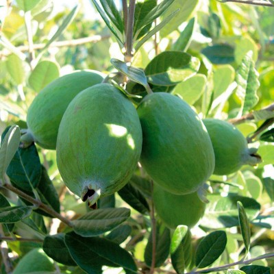 菲油果 费约果种植方法 菲油果好吃 新西兰水果图5