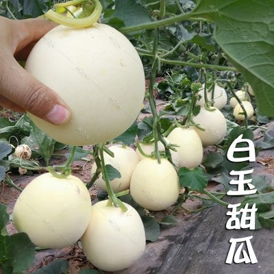 高产抗病甜瓜苗可以选择安信种苗图5