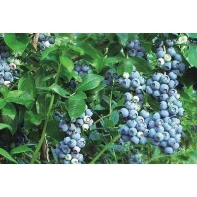 富甲蓝莓/大连蓝莓/丹东蓝莓酒图4
