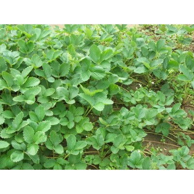 小白草莓苗