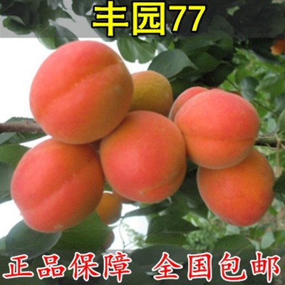 2019年陕西**丰园红杏招商价格图3