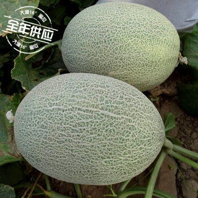 大漠16°蜜瓜诚招全国代理，微商、电商，支持一件代发