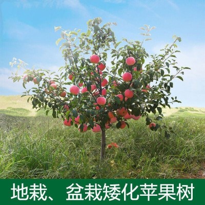 河北红富士苹果苗 高产品种图5