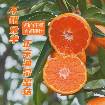**临海涌泉蜜桔蜜橘采摘