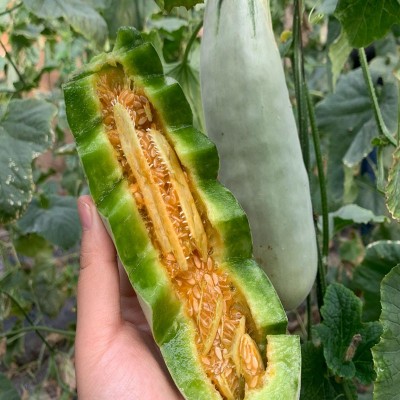 产地供应春季头茬博洋61甜瓜图2