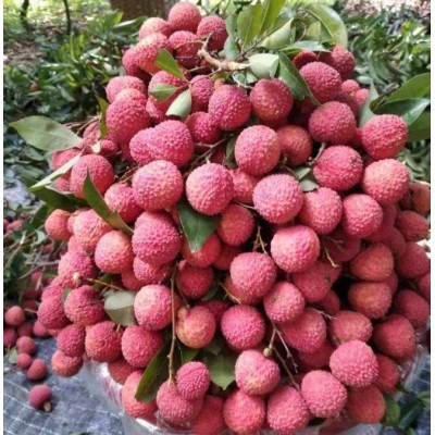 荔枝回收