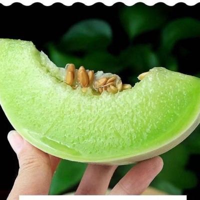 玉菇甜瓜现摘南汇玉菇甜瓜山东玉姑蜜瓜香瓜脆瓜应季水果斤包邮图5