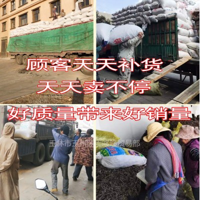 白虫草 土冬虫草 地石蚕地蚕 虫草参地虫草草石蚕地蚕产地直批图5