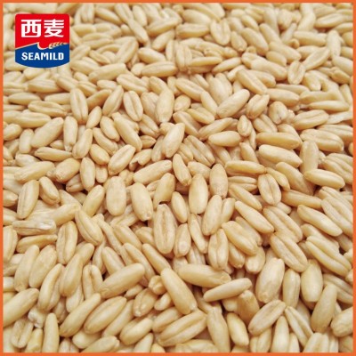 西麦直营澳洲燕麦米25kg装煮食营养谷物早餐膳食纤维厂家批发散装图5