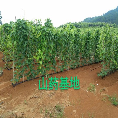 乐瑶厂家批发 铁棍怀山药片淮山药干 五谷杂粮散装生晒淮山片图5