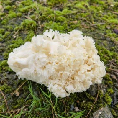绣球菌又名荷仙菇 形视大大的绣球而得名 现摘现发 顺丰发货图3