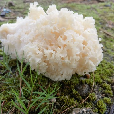 绣球菌又名荷仙菇 形视大大的绣球而得名 现摘现发 顺丰发货图2