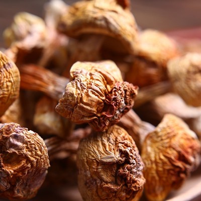 一手货源批发云南特产松茸菌 巴西菇食用姬松茸2斤起批量大从优图1