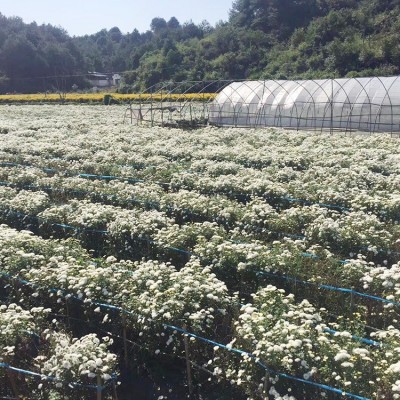 基地 黄山贡菊 菊花茶 白菊花 黄山贡菊菊花茶散装批发 量大价优图3