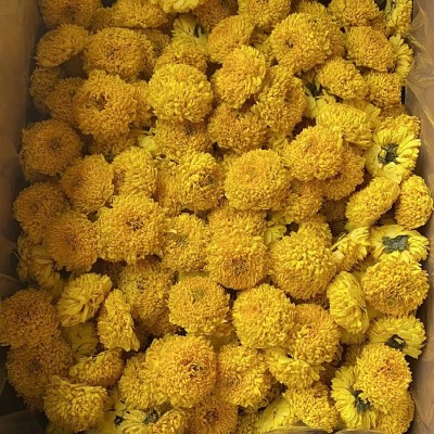 厂家供应徽州皇菊婺源皇菊金丝皇菊高山菊花茶 散货批发 量大从优图3
