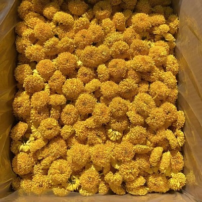 厂家供应徽州皇菊婺源皇菊金丝皇菊高山菊花茶 散货批发 量大从优图2