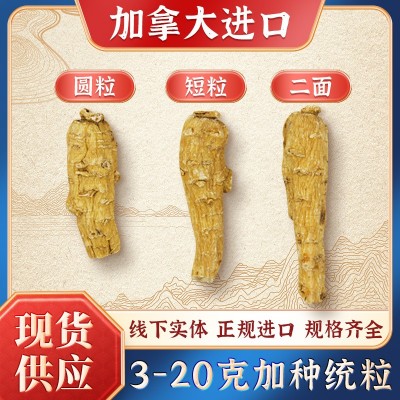 加拿大西洋参【3-20克上】花旗参统粒头圆粒短粒二面粒 厂家批发