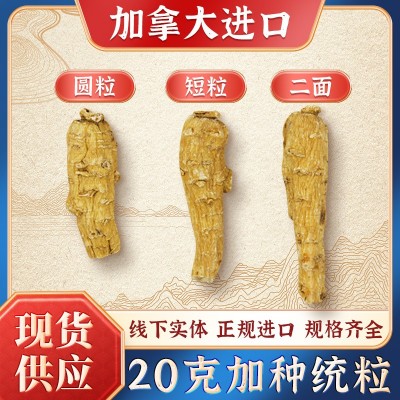 加拿大西洋参【3-20克上】花旗参统粒头圆粒短粒二面粒 厂家批发图4
