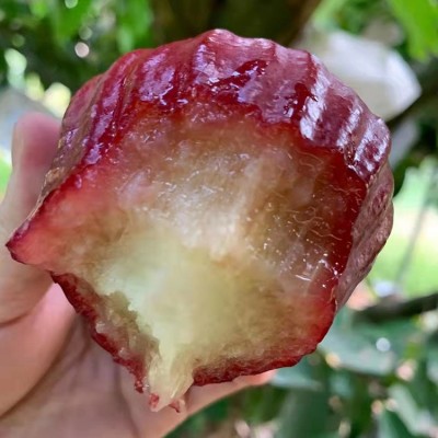 海南黑金刚莲雾新鲜水果非泰国莲雾当季水果顺丰包邮一级脆甜雾莲图2