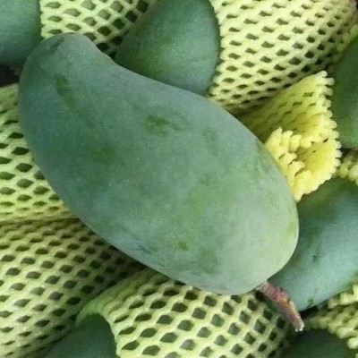 广西百色桂七芒果新鲜当季热带水果青芒礼盒果园直发图4