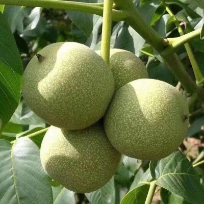 新货云南新鲜核桃去皮新鲜湿核桃野生薄皮核桃坚果批发图4