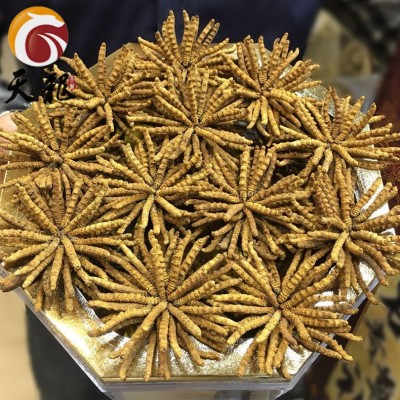 西藏冬虫夏草3条/克图2