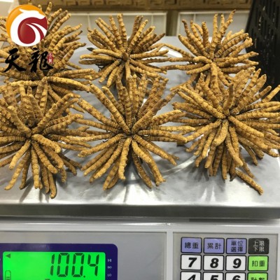 西藏冬虫夏草3条/克图3