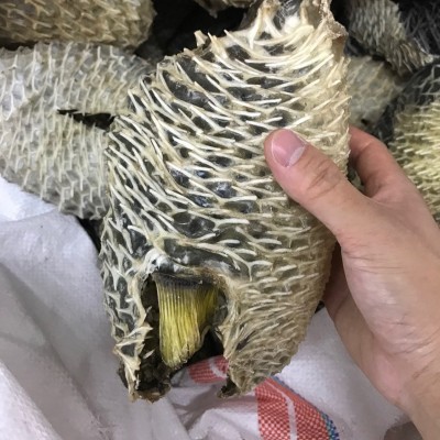 产地货源批发大刺龟皮刺鱼皮海胆皮鸡泡鱼皮龟普皮海鲜干货500g图3