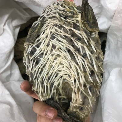 产地货源批发大刺龟皮刺鱼皮海胆皮鸡泡鱼皮龟普皮海鲜干货500g图2