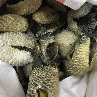 产地货源批发大刺龟皮刺鱼皮海胆皮鸡泡鱼皮龟普皮海鲜干货500g图4