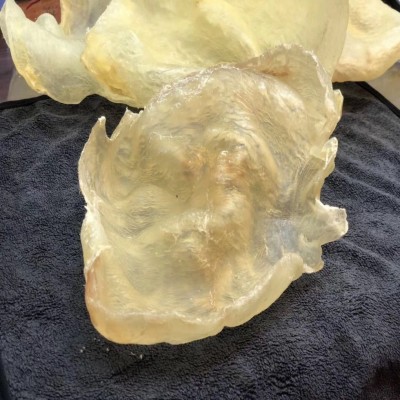 一德路渠道产地货源批发 墨西哥蝴蝶胶 加州白胶鱼胶花胶食材干货图4