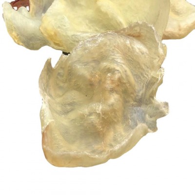 一德路渠道产地货源批发 墨西哥蝴蝶胶 加州白胶鱼胶花胶食材干货图5