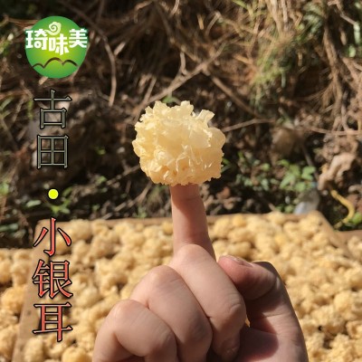 古田小银耳 白木耳 非椴木 银耳 特产干货 桃胶雪燕雪耳 糯耳图2