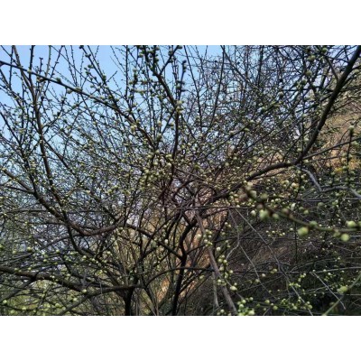 2023绿萼梅 白梅花 绿梅花 新货 产地散装批发量大从优图5