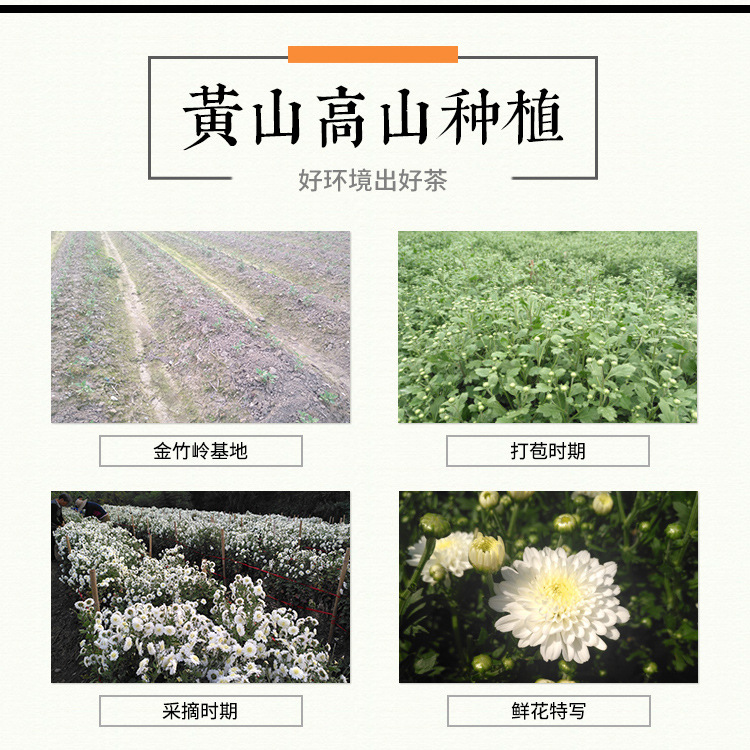 七月菊_05