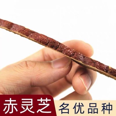 灵芝片长白山赤灵芝切片泡水泡酒干货现货批发500g东北特产灵芝片