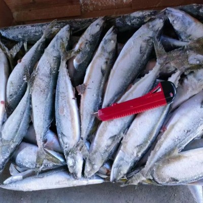 海洋城出口级冷冻鲭鱼青占鱼鲐鲅鱼鲭占鱼冻鱼船冻工厂直销图2