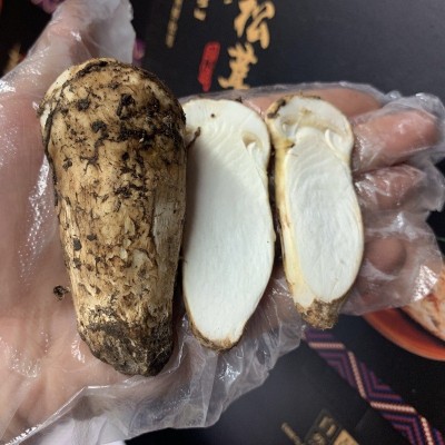 【一件代发】2023头茬新鲜松茸香格里拉云南特产规格齐全产地直销图3
