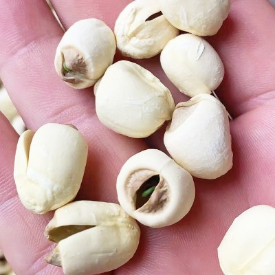 2023新鲜带芯白莲子500g 袋装白莲子批发量大从优手工白莲子图3